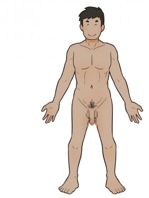[よい子ブックス (66b)] わたしたちのからだ〜こどもができるしくみ〜 第2版 [安提洛普个人汉化]_053