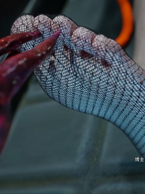 [ryota tanaka] 逆轉 花舞篇09_022